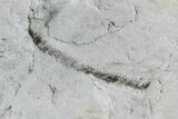 Ediacaran Aged Fossil Worms (Sabellidites) - Estonia #73522-2